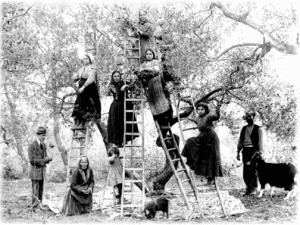 La racccolta delle olive